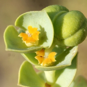 Photographie n°957302 du taxon Euphorbia paralias L. [1753]