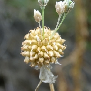  - Allium vineale L. [1753]