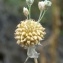  Paul Fabre - Allium vineale L. [1753]