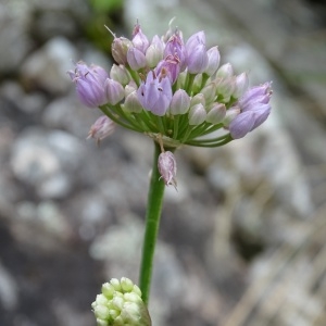 Photographie n°957306 du taxon Allium schoenoprasum L. [1753]