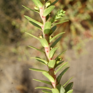 Photographie n°957309 du taxon Euphorbia paralias L. [1753]