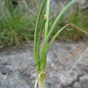 Photographie n°957315 du taxon Allium schoenoprasum L. [1753]