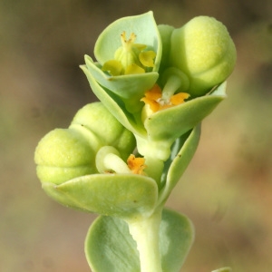 Photographie n°957321 du taxon Euphorbia paralias L. [1753]
