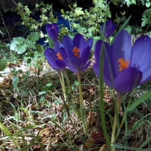 Photographie n°957470 du taxon Crocus nudiflorus Sm. [1798]