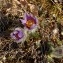  Marie-Pierre STOOP - Anemone pulsatilla L. [1753]