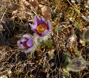 Marie-Pierre STOOP, le 15 avril 2016 (Semezanges (combe Lavaux))