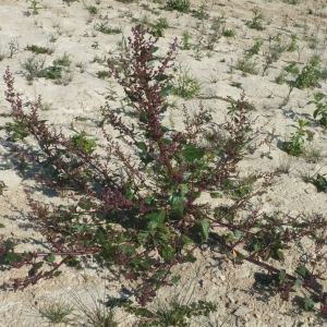 Photographie n°958313 du taxon Chenopodium rubrum L. [1753]