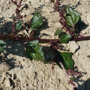 Photographie n°958314 du taxon Chenopodium rubrum L. [1753]