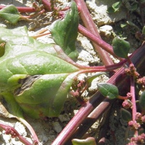 Photographie n°958316 du taxon Chenopodium rubrum L. [1753]