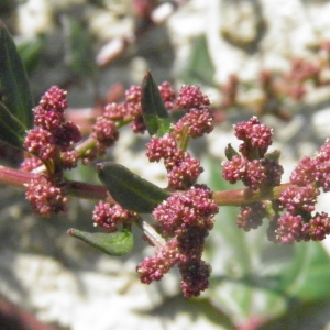 Photographie n°958317 du taxon Chenopodium rubrum L. [1753]