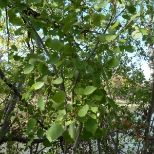 Photographie n°958368 du taxon Populus tremula L. [1753]