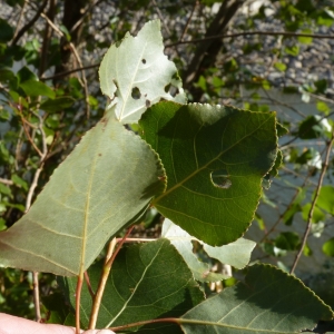 Photographie n°958378 du taxon Populus nigra L. [1753]