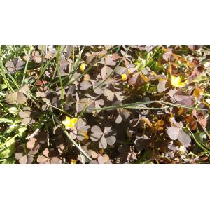 Oxalis purpurea L. (Oxalide pourpre)