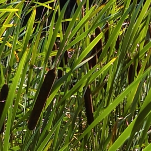  - Typha latifolia L.