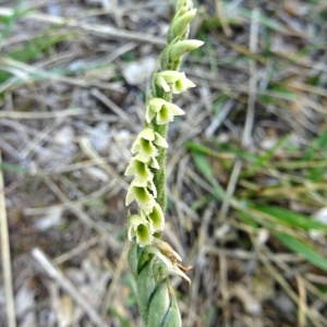 Photographie n°958785 du taxon Spiranthes spiralis (L.) Chevall. [1827]