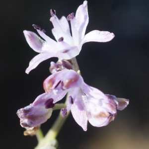 Photographie n°959254 du taxon Prospero autumnale (L.) Speta [1982]