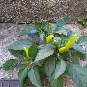 Photographie n°959766 du taxon Capsicum L. [1753]