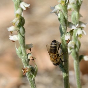 Photographie n°960326 du taxon Spiranthes spiralis (L.) Chevall. [1827]