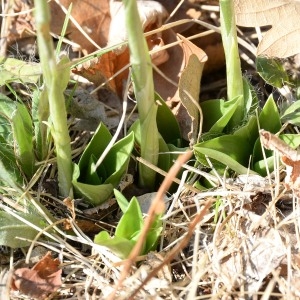 Photographie n°960329 du taxon Spiranthes spiralis (L.) Chevall. [1827]