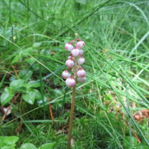 Photographie n°960377 du taxon Pyrola minor L.