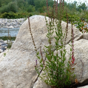 Photographie n°960712 du taxon Lythrum salicaria L.