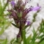  Ans Gorter - Lythrum salicaria L.