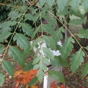 Photographie n°960735 du taxon Koelreuteria paniculata Laxm. [1772]