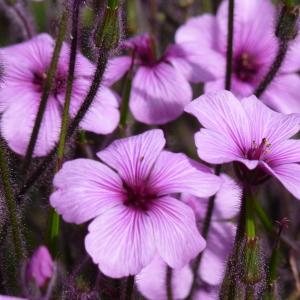 Geranium maderense Yeo (Géranium de Madère)