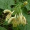  Ans Gorter - Salvia glutinosa L.