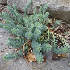 Photographie n°960900 du taxon Euphorbia myrsinites L. [1753]