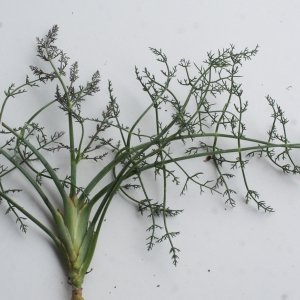 Photographie n°960908 du taxon Seseli tortuosum L. [1753]