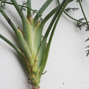 Photographie n°960910 du taxon Seseli tortuosum L. [1753]