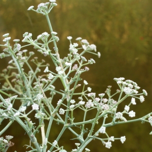 Photographie n°960920 du taxon Seseli tortuosum L. [1753]