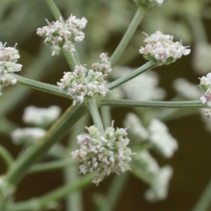 Photographie n°960921 du taxon Seseli tortuosum L. [1753]