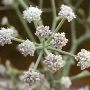 Photographie n°960924 du taxon Seseli tortuosum L. [1753]