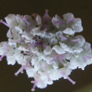 Photographie n°960930 du taxon Seseli tortuosum L. [1753]