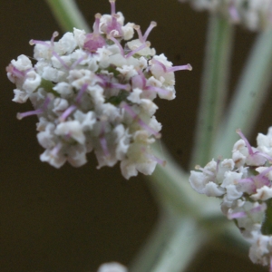 Photographie n°960933 du taxon Seseli tortuosum L. [1753]