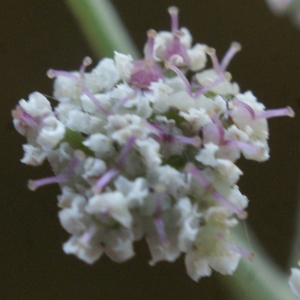 Photographie n°960935 du taxon Seseli tortuosum L. [1753]