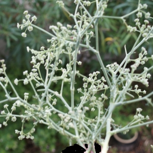 Photographie n°960938 du taxon Seseli tortuosum L. [1753]