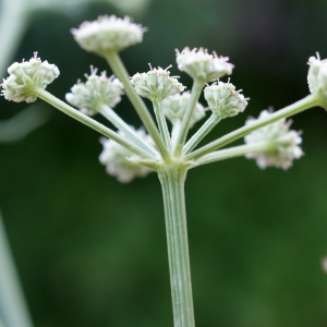 Photographie n°960939 du taxon Seseli tortuosum L. [1753]