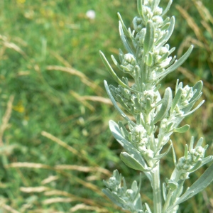 Photographie n°961063 du taxon Artemisia absinthium L. [1753]