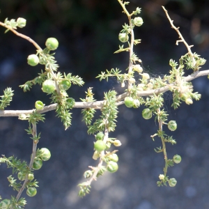 Photographie n°961450 du taxon Asparagus acutifolius L. [1753]