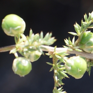 Photographie n°961452 du taxon Asparagus acutifolius L. [1753]