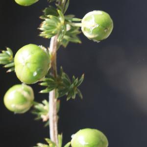 Photographie n°961455 du taxon Asparagus acutifolius L. [1753]