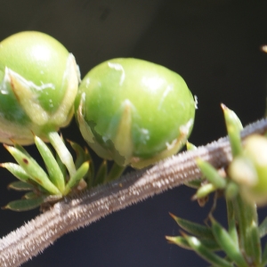 Photographie n°961457 du taxon Asparagus acutifolius L. [1753]