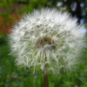 Photographie n°961849 du taxon Taraxacum officinale Weber [1780]