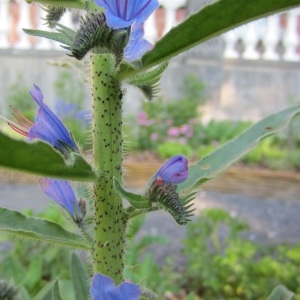 Photographie n°961851 du taxon Echium vulgare L. [1753]