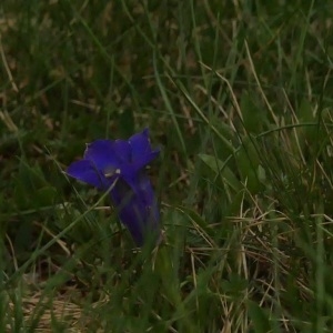 Photographie n°961947 du taxon Gentiana L. [1753]