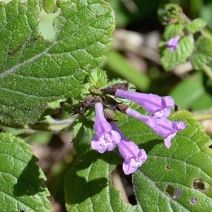 Photographie n°961998 du taxon Clinopodium nepeta (L.) Kuntze [1891]