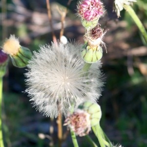 Photographie n°962026 du taxon Urospermum dalechampii (L.) Scop. ex F.W.Schmidt [1795]